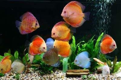 七彩神仙 龍魚好養(yǎng)嗎怎么養(yǎng)的：七彩神仙魚和龍魚好養(yǎng)嗎怎么養(yǎng)的