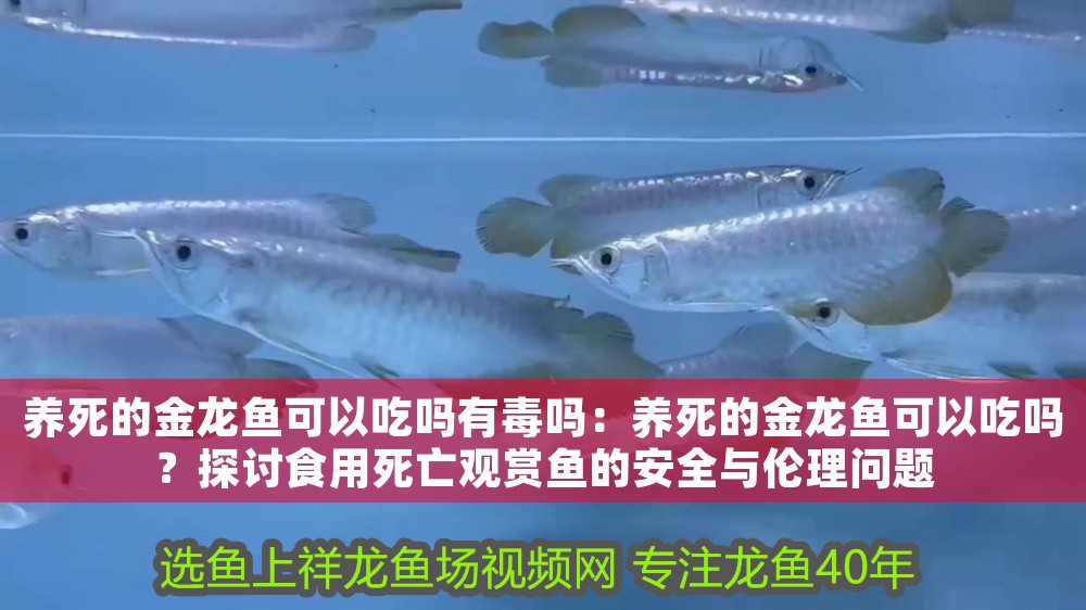 養(yǎng)死的金龍魚可以吃嗎有毒嗎：養(yǎng)死的金龍魚可以吃嗎？探討食用死亡觀賞魚的安全與倫理問題