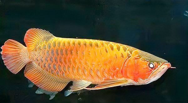 紅龍魚品種區分圖片大全