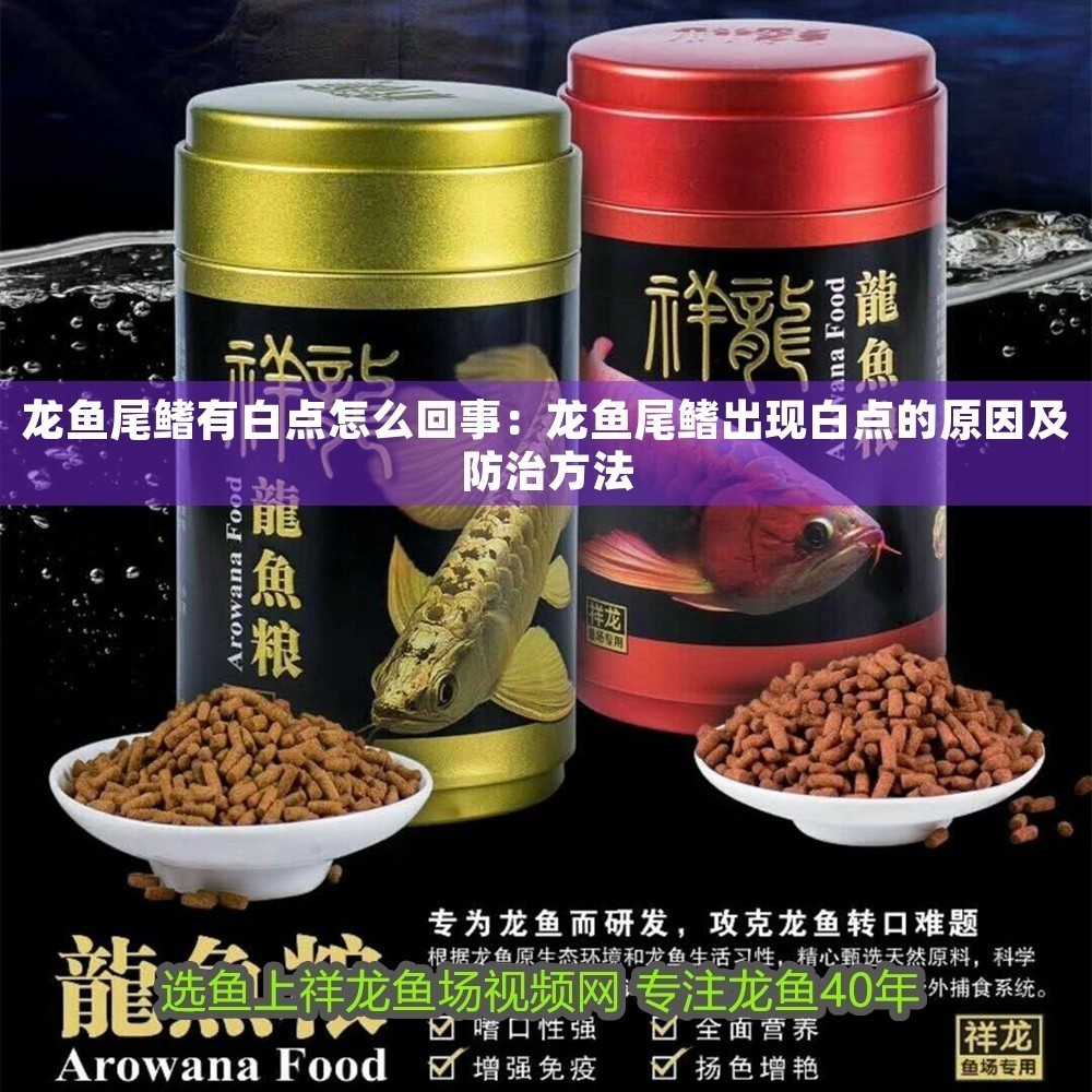 龍魚尾鰭有白點怎么回事：龍魚尾鰭出現白點的原因及防治方法