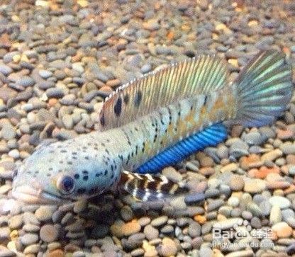 藍寶石雷龍魚怎么養：藍寶石雷龍魚養殖需要注意以下幾個方面藍寶石雷龍魚的繁殖技巧