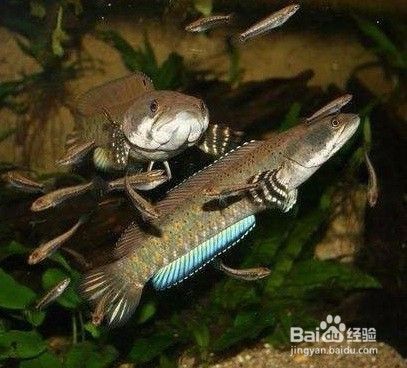 藍寶石雷龍魚怎么養：藍寶石雷龍魚養殖需要注意以下幾個方面藍寶石雷龍魚的繁殖技巧