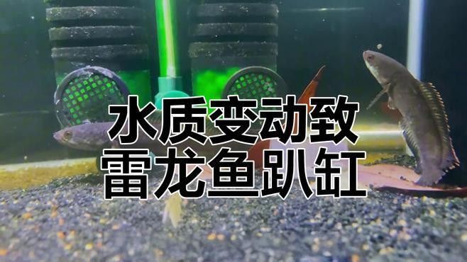雷龍魚趴缸縮鰭