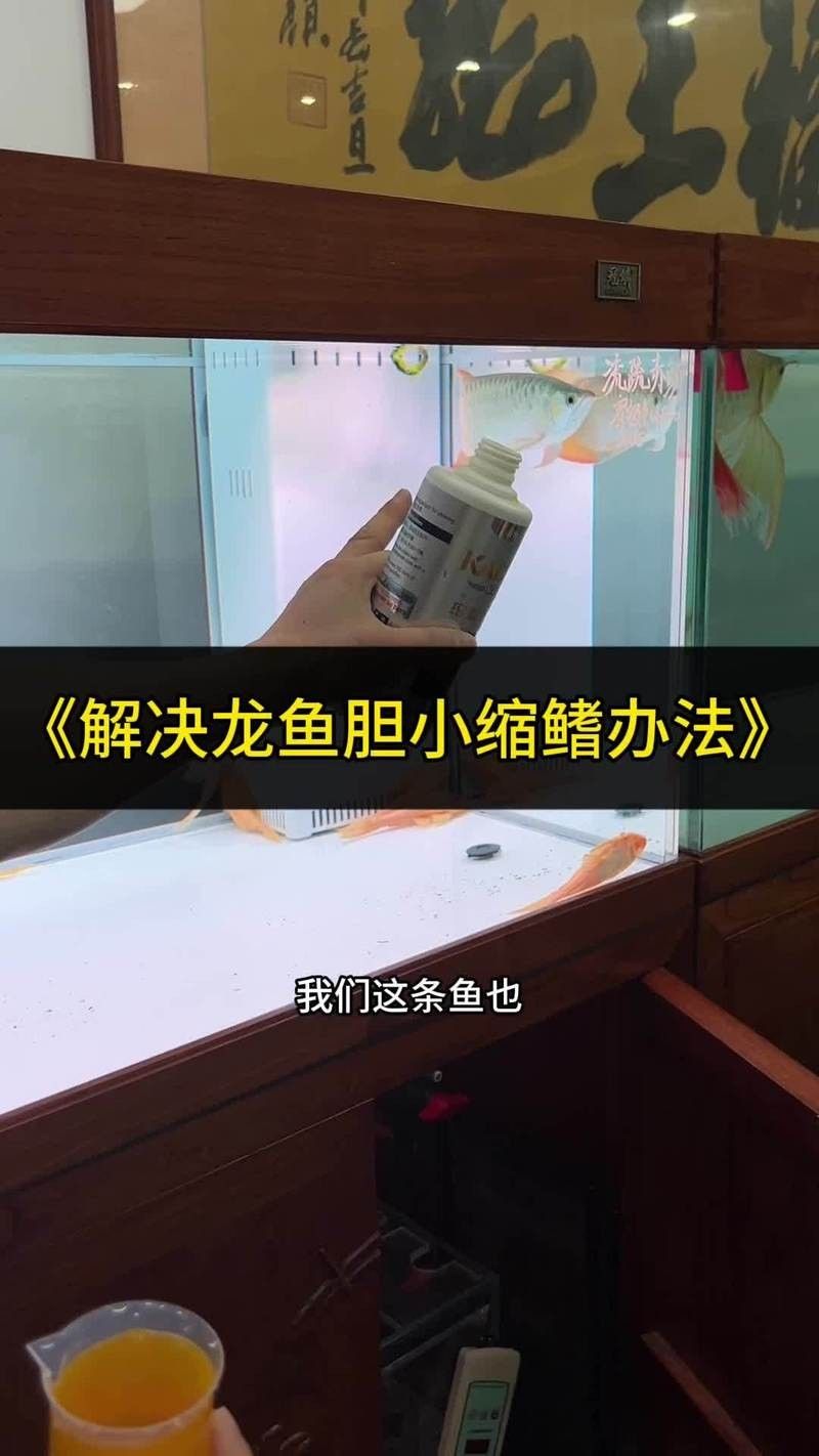 雷龍魚趴缸縮鰭