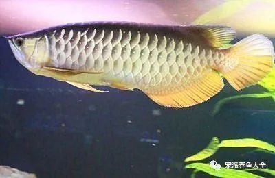 龍魚常見的病治療方法有哪些呢：龍魚常見病治療方法