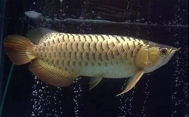 龍魚常見的病治療方法有哪些呢：龍魚常見病治療方法