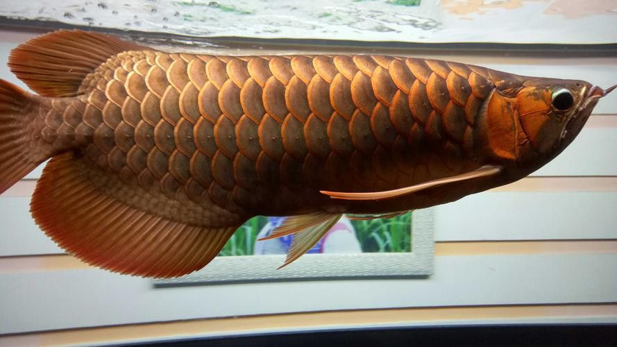 特里斯紅外線龍魚怎么樣