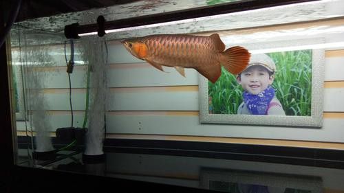 特里斯紅外線龍魚怎么樣