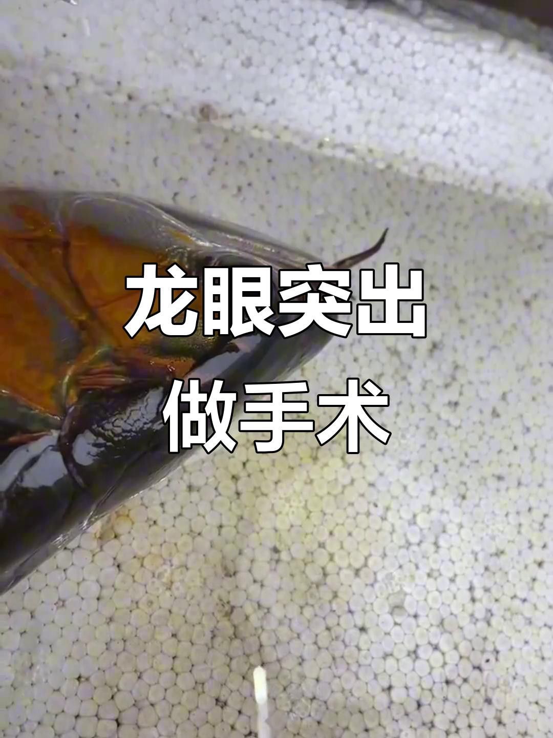 龍魚眼睛凸起最佳治療方法
