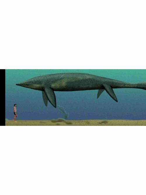 魚龍真實(shí)圖片