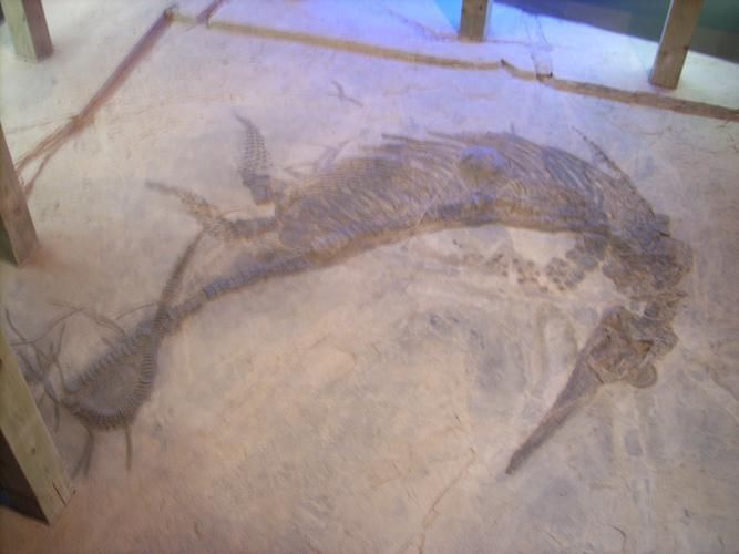 魚龍真實(shí)圖片