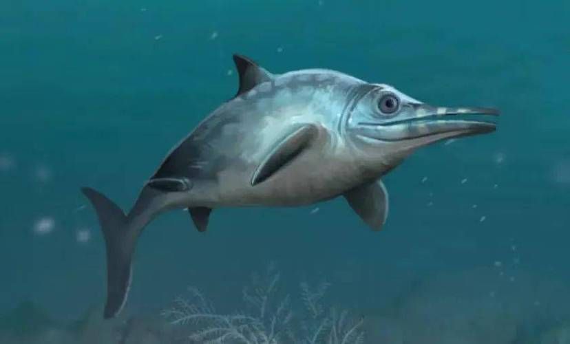 魚龍真實(shí)圖片