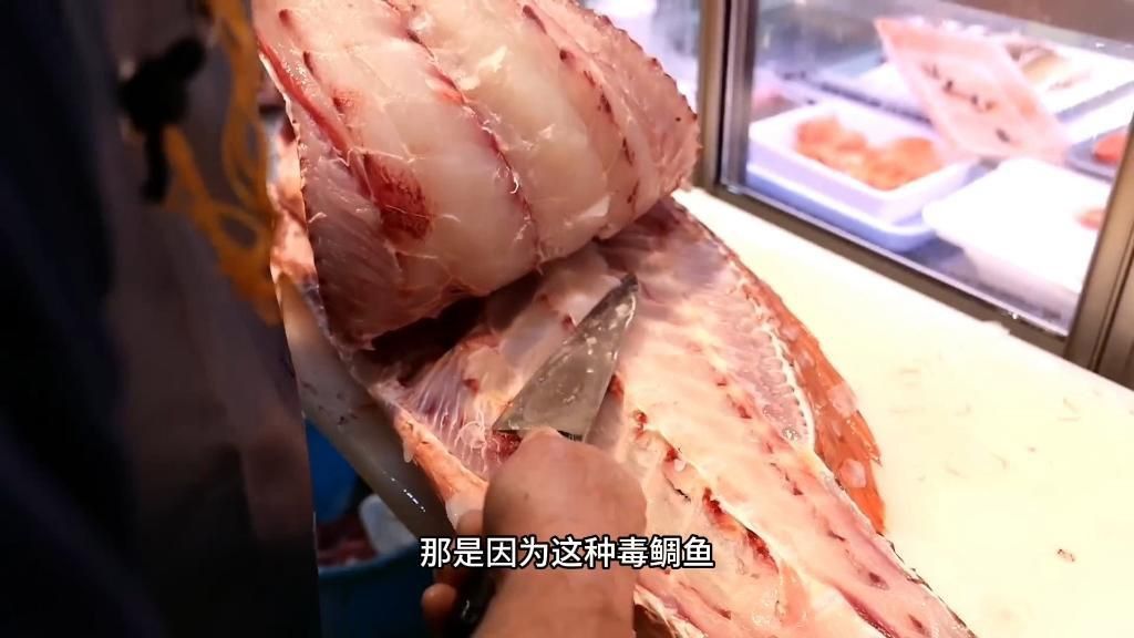 酷似河豚有毒的魚