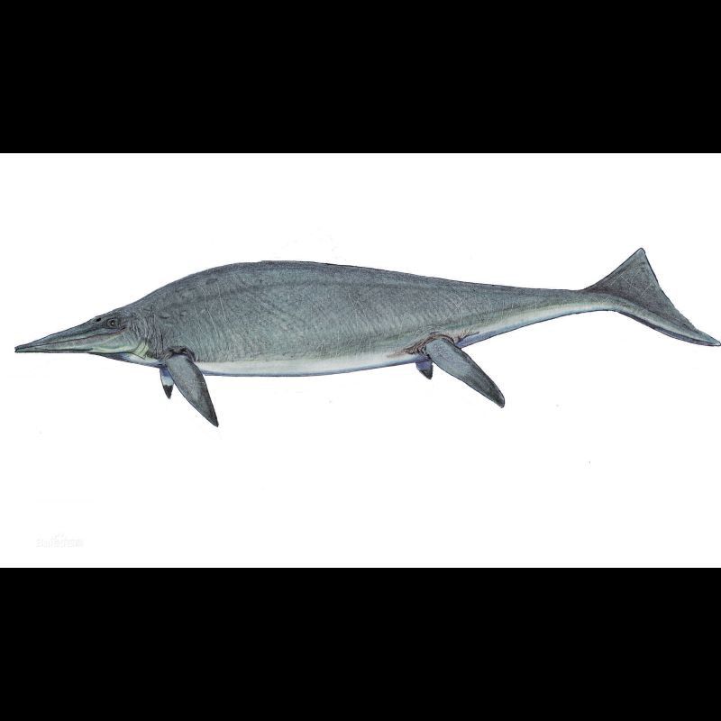 魚龍真實(shí)圖片