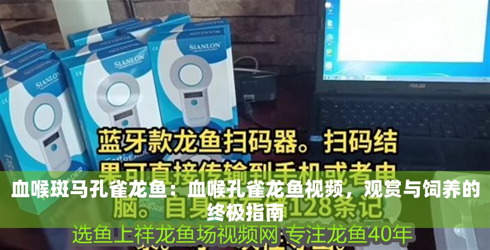 血喉斑馬孔雀龍魚：血喉孔雀龍魚視頻，觀賞與飼養的終極指南