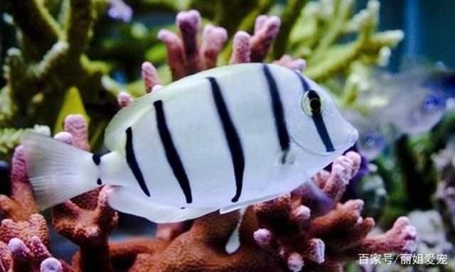 血喉斑馬孔雀龍魚：血喉孔雀龍魚視頻，觀賞與飼養的終極指南