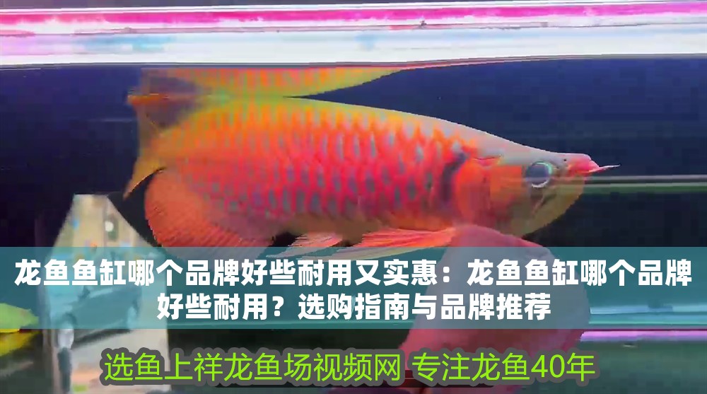 白龍魚大概多少錢一條：白龍魚多少錢一條