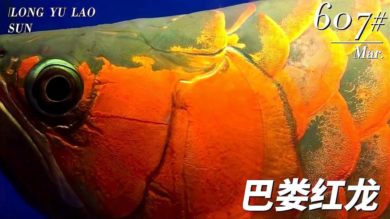 紅龍魚品種排行圖片大全欣賞