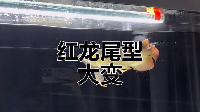 紅龍魚品種排行圖片大全欣賞