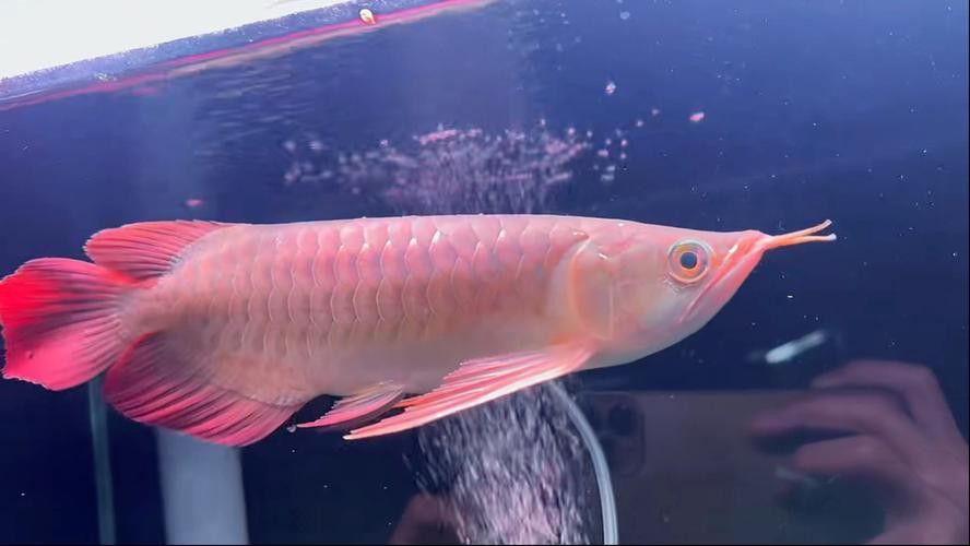 紅龍魚品種排行圖片大全欣賞