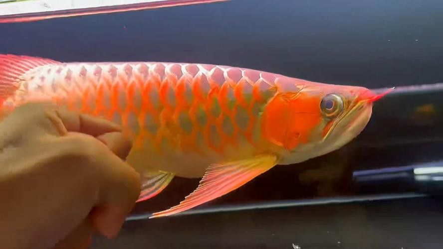 紅龍魚品種排行圖片大全欣賞