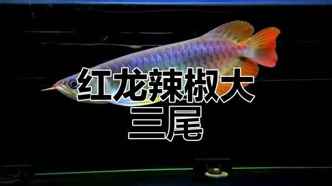 紅龍魚品種排行圖片大全欣賞