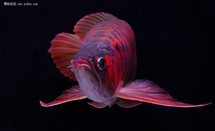 紅龍魚品種排行圖片大全欣賞