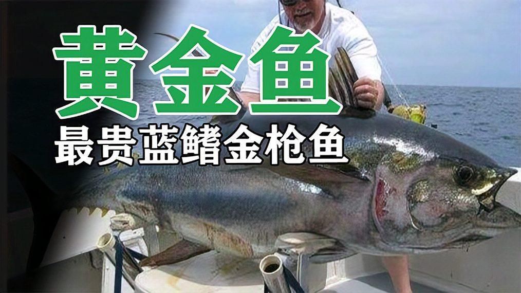 藍鰭金槍魚跟黃鰭金槍魚的區別