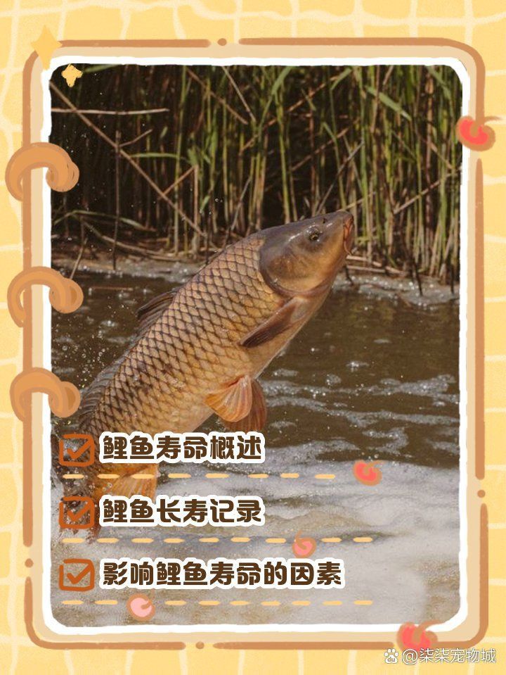 錦鯉的壽命有多長