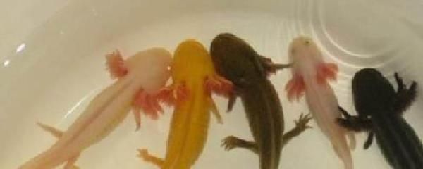 龍魚吃食后多久排便：龍魚吃食后的排便時(shí)間并不是固定不變的，與龍魚的年齡有關(guān)