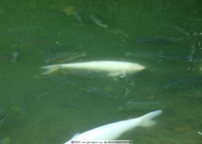 30種常見熱帶觀賞魚大白魚圖片視頻：30種常見熱帶觀賞魚圖片