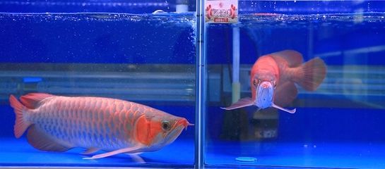 巴雷特龍魚多少錢：關于巴雷特龍魚價格的問題