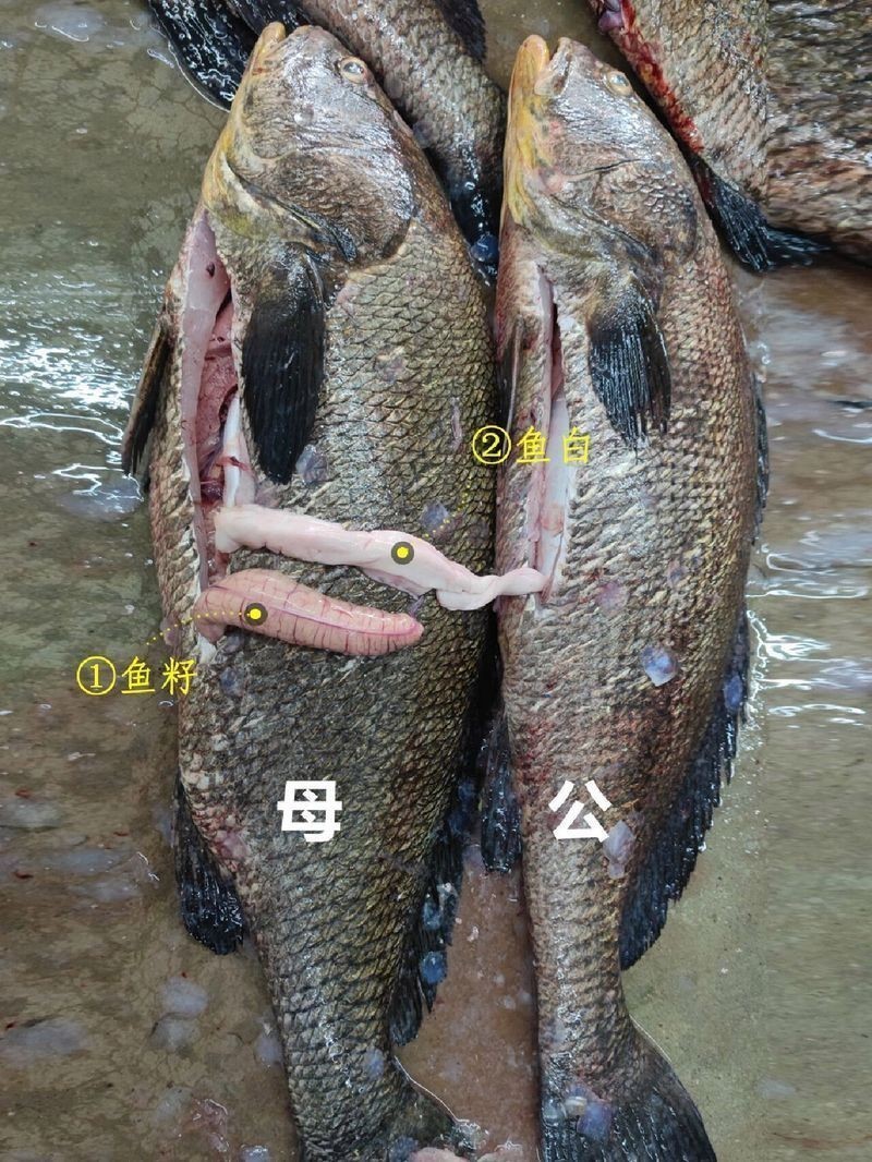鳘魚公母怎么區分