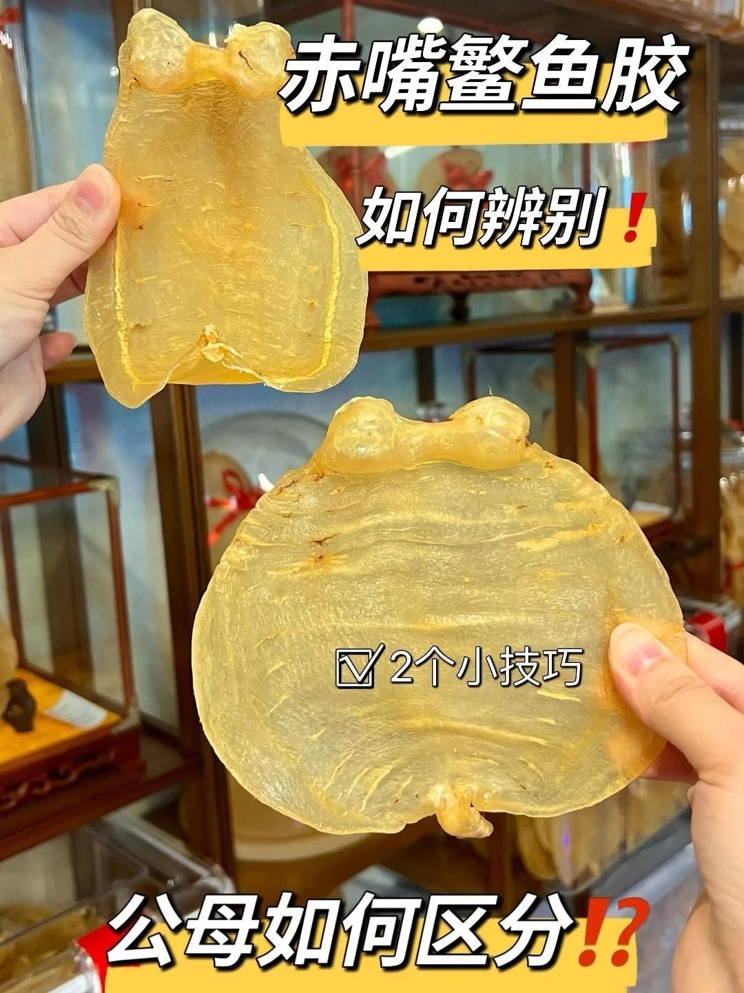 鳘魚公母怎么區分