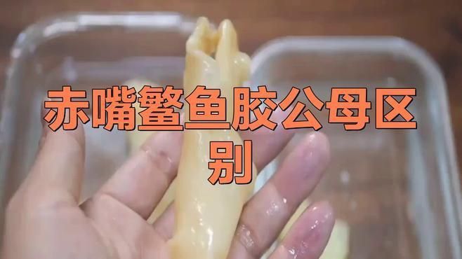 鳘魚公母怎么區分
