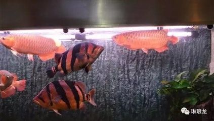 剛買的龍魚應注意什么問題（養龍魚需要注意的事項）