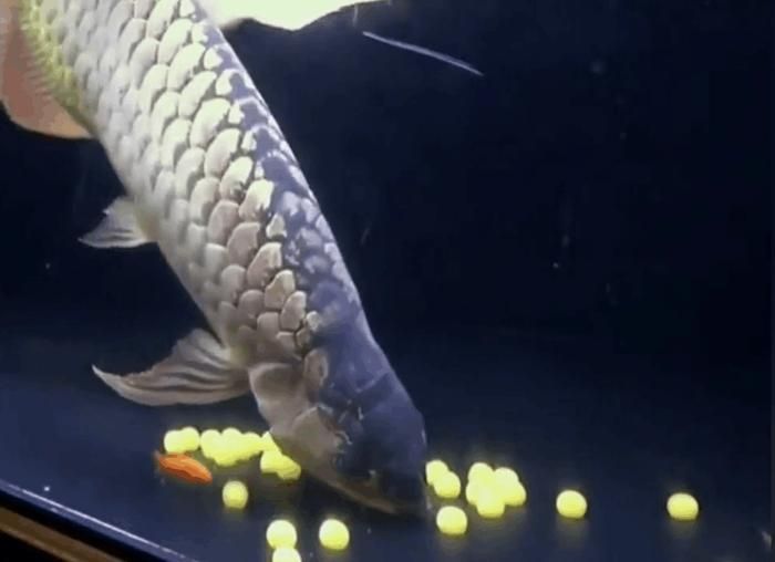 金龍魚壓養喂什么藥能回來：關于金龍魚飼養和藥物使用的建議