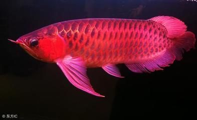 紅龍魚肉可以吃嗎（紅龍魚是否可以食用？）
