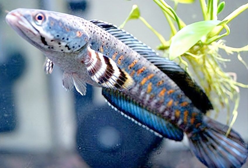 雷龍魚觀賞魚能長多大