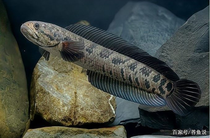 雷龍魚觀賞魚能長多大