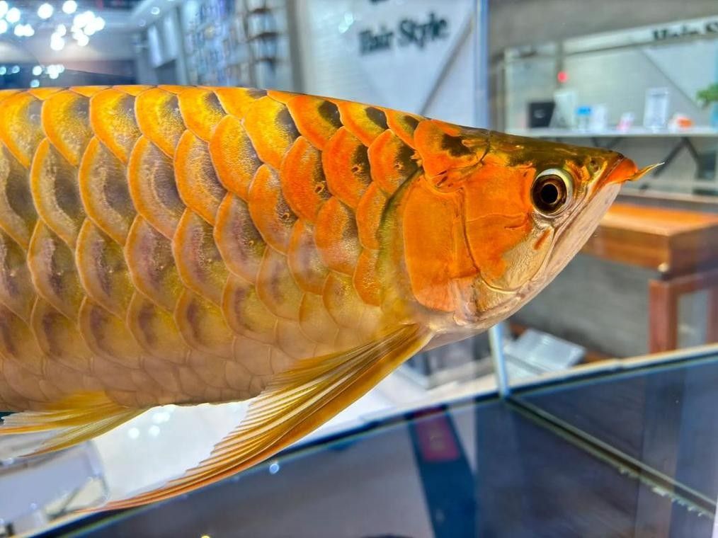 龍魚(yú)魚(yú)缸底色和背景色一樣