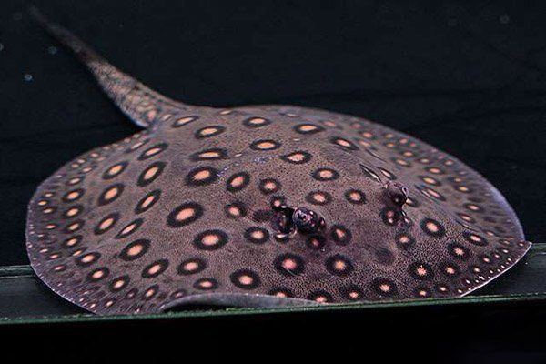 馬來西亞魟魚價格表2023年