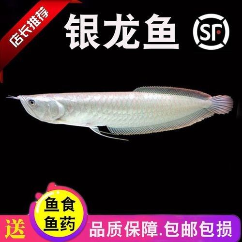 銀龍魚混養魚推薦