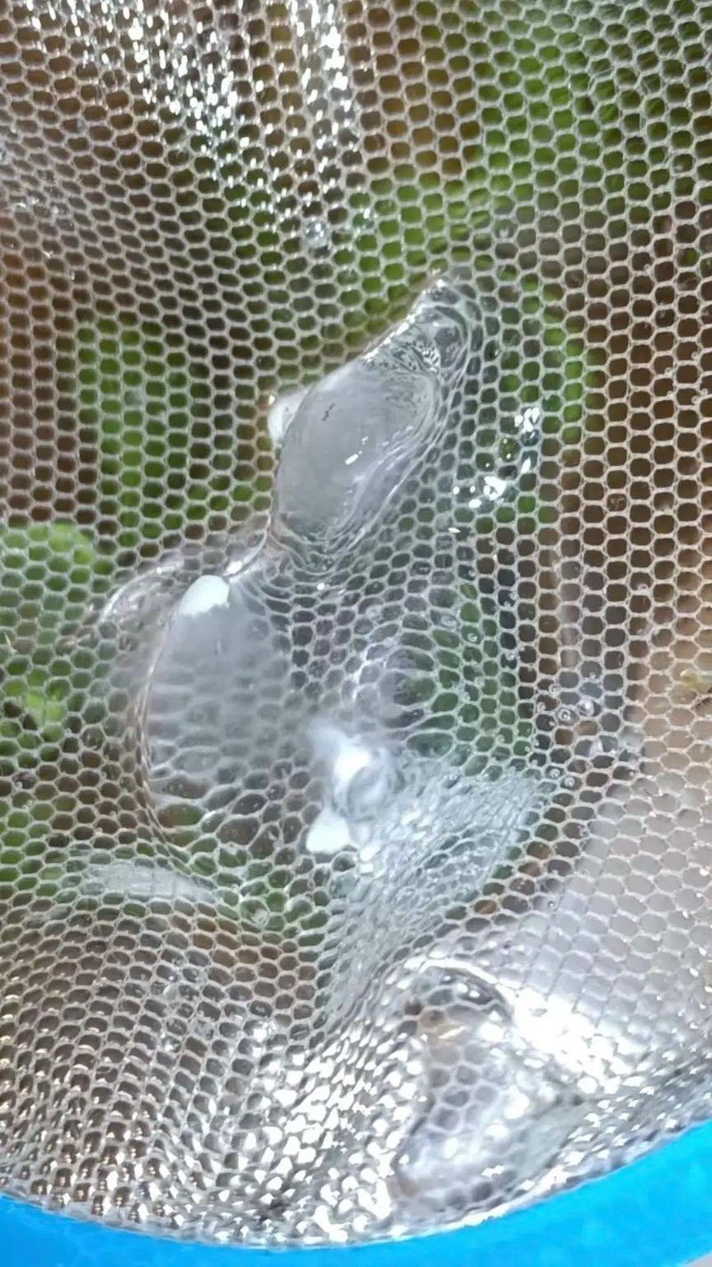 怎樣辨別六角龍魚的公母