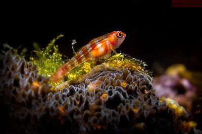 龍魚英語怎么讀：龍魚的英文名稱和起源