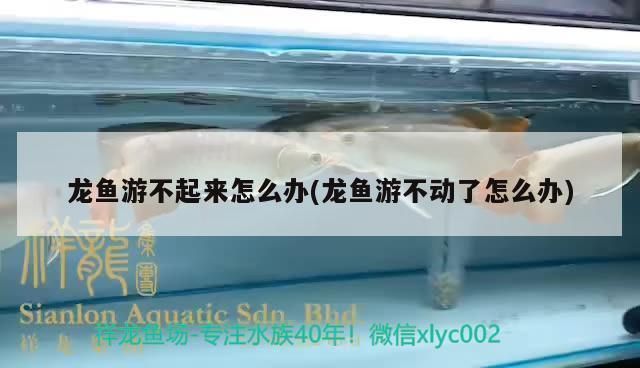 龍魚游不起來是怎么回事：龍魚游不起來怎么辦