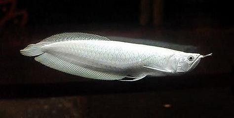 白金龍魚(yú)價(jià)格圖片大全及價(jià)格