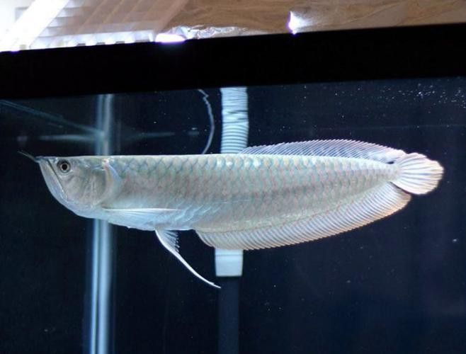 白金龍魚(yú)價(jià)格圖片大全及價(jià)格