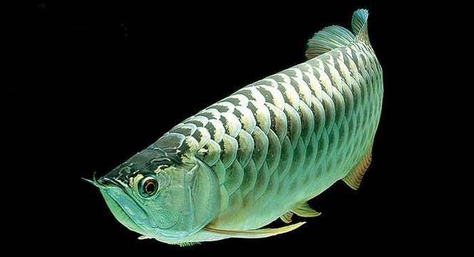 白金龍魚(yú)價(jià)格圖片大全及價(jià)格