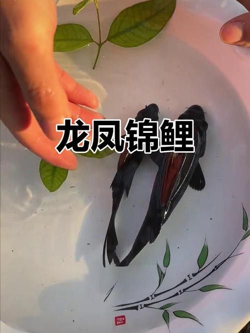 白金龍魚(yú)價(jià)格圖片大全及價(jià)格